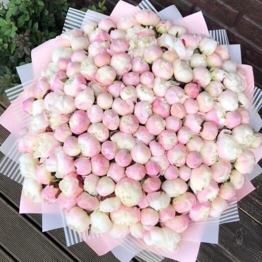 251 пион