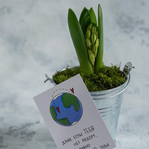 Весенняя композиция в ведерке с гиацинтом