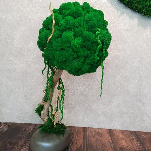 "Тропическое дерево "