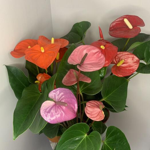 Антуриум Микс/ любой(Оранжевый,Красный,Розовый )14 d