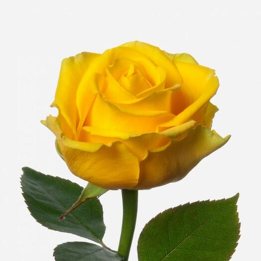 Желтая роза