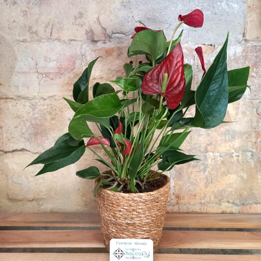 Planta Anthurium in red