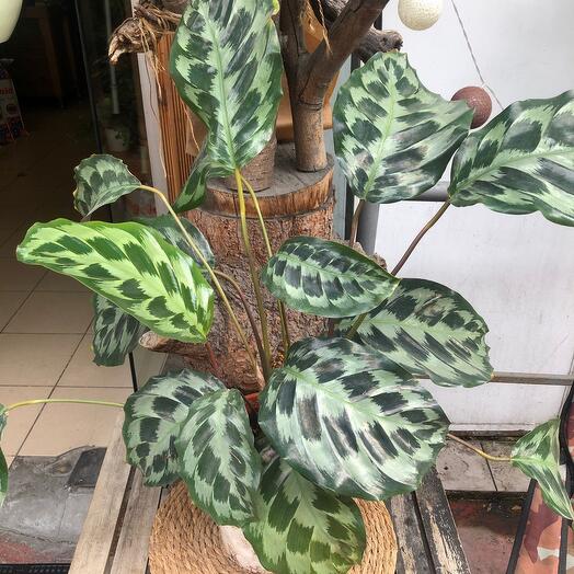 Calathea