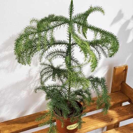 Ёлочка Араукария