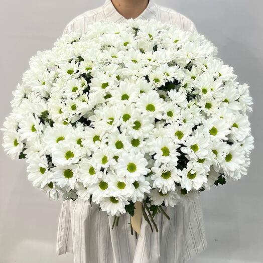 Bouquet of white bush chrysanthemums