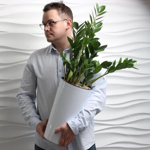 Indoor plant zamiokulkas (dollar tree) in a tall white pot