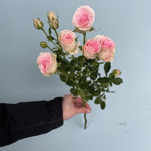 Розовая кустовая роза