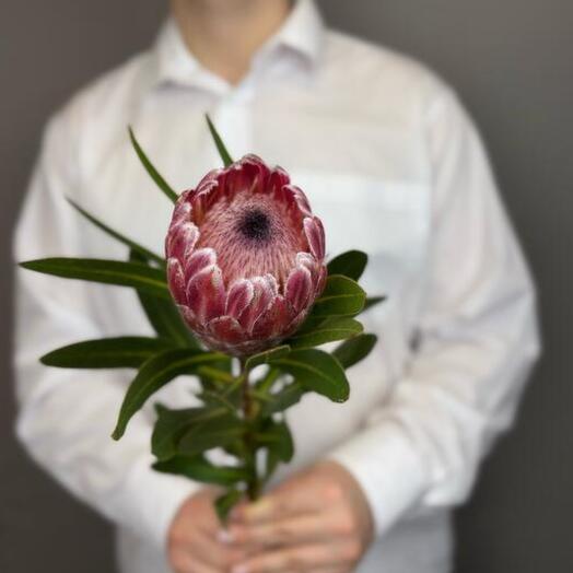 Протея Экзотическая