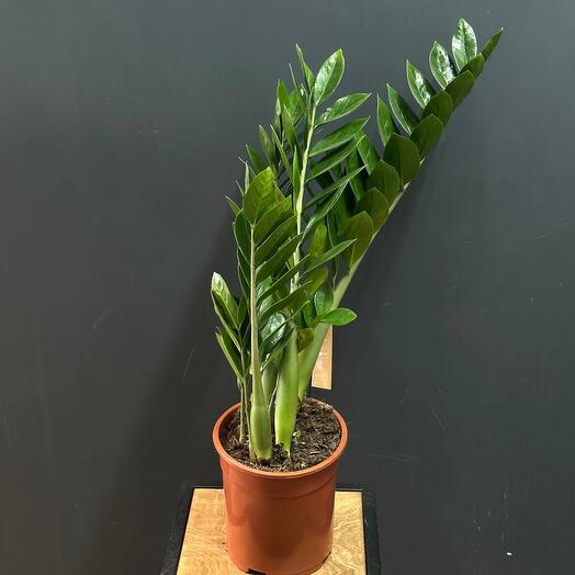 Замиокулькас 21