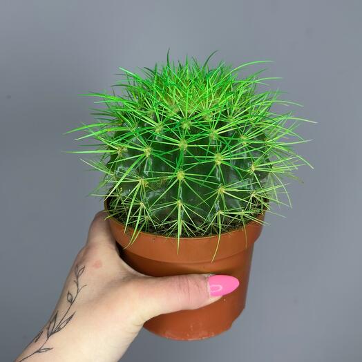 Кактус зеленый