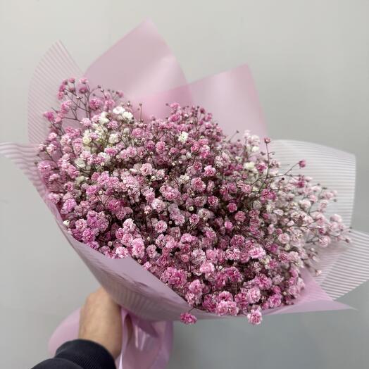 Gypsophila