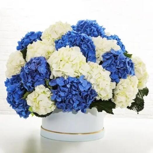 Hydrangea lovers