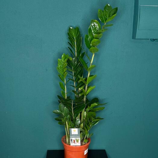 Замиакулькас Zamifolia
