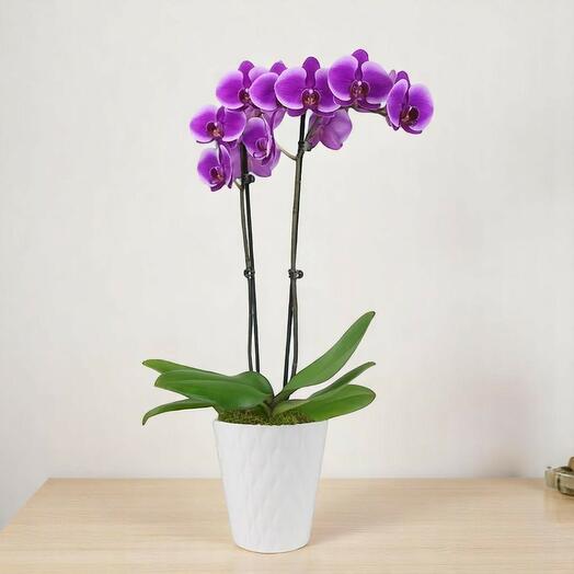 Purple orchid