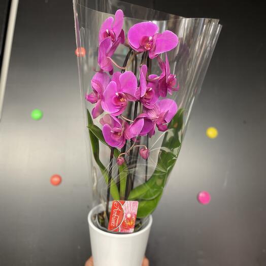 Orchidee violette