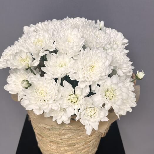 Кашпо хризантем XS размер