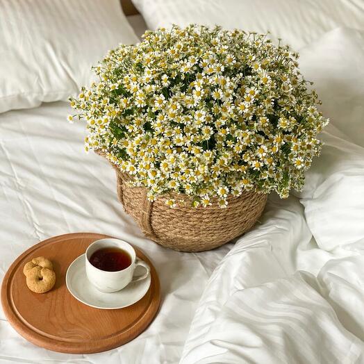 Большая корзина с ромашками