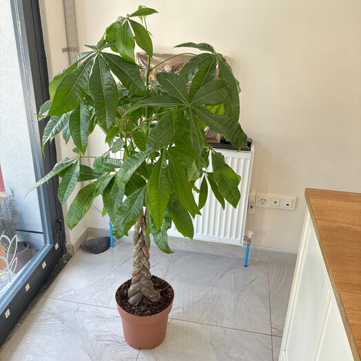Para Ağacı (Pachira Aquatica) 140 cm