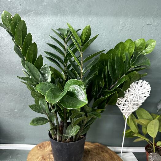 Замиокулькас