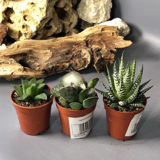 Набор из трех теневыносливых суккулентов