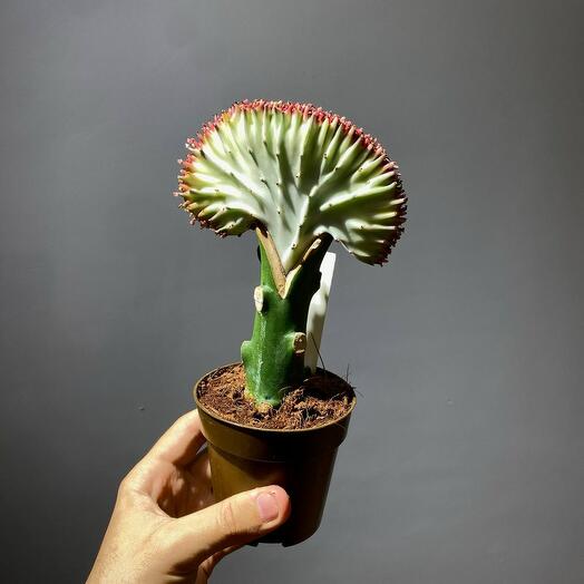 Эуфорбия Кристата