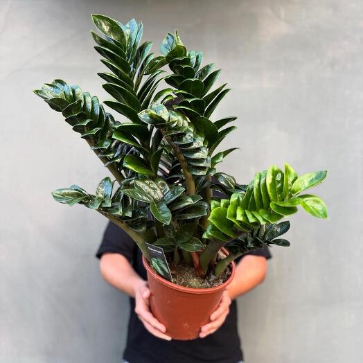 Взрослый Жук замиокулькас