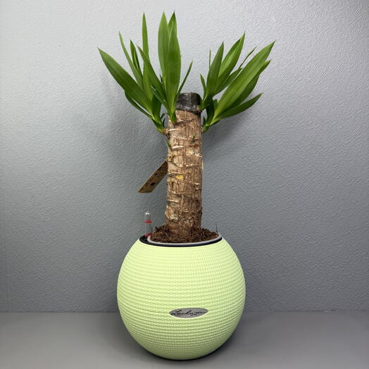 Мини пальма Юкка пересаженная в кашпо Lechuza D 20 Высота 40 см