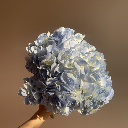 Гортензия ( Challenge Blue)