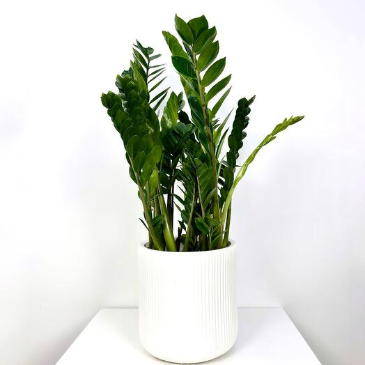 Замиокулькас в кашпо цилиндр Белый камень высота 110 см