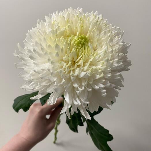 Хризантема одноголовая