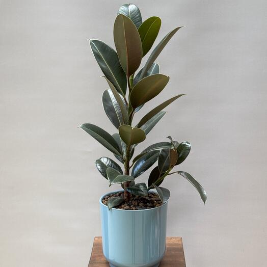 Фикус эластика