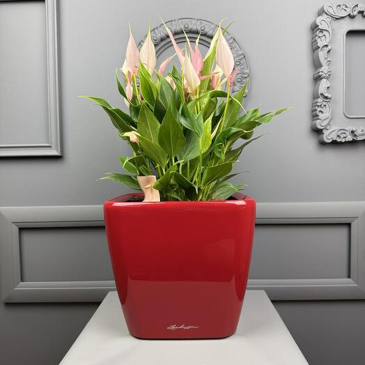 Антуриум Лили в кашпо Lechuza  D 21 Высота 45 см