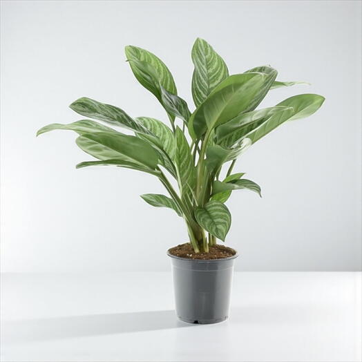 Aglaonema ‘Stripe
