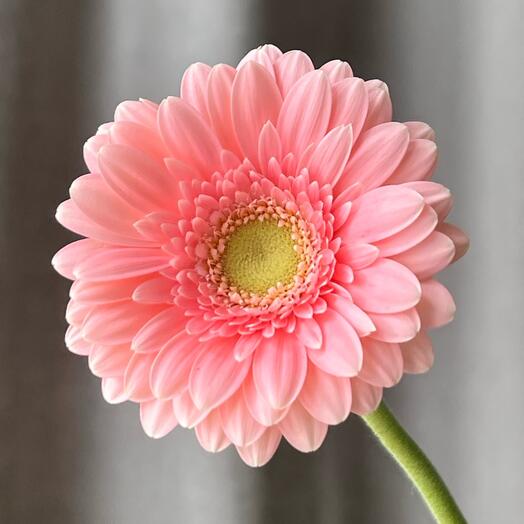 🌸Гербера мини розовая гермини ромашка цветы подарок женщине, любимой девушке, жене, маме букет