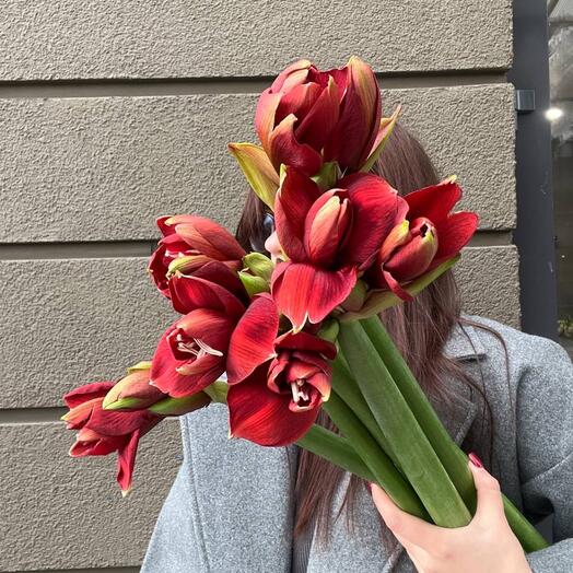 Шикарные Амариллисы в букете под ленту