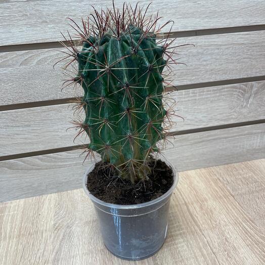 Кактус Борис