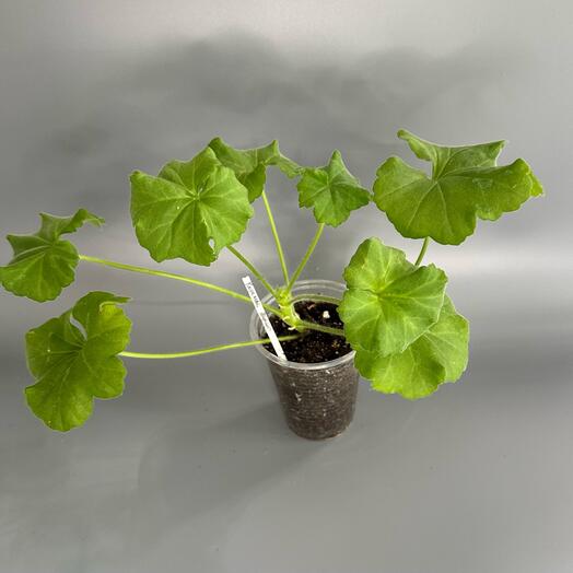 Пеларгония ИВ-Королева Бирмы