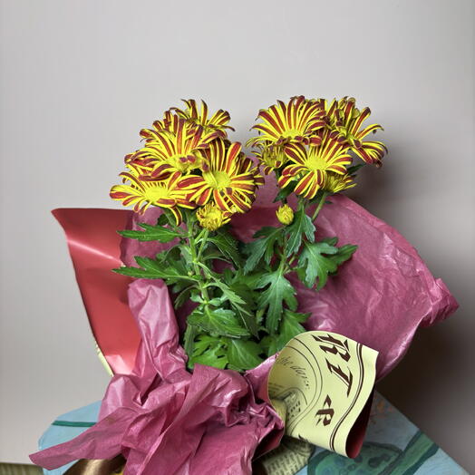 Редкая хризантема - красно-желтая осень в подарок ️