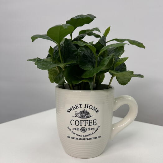 Кофе в кружке 🌱