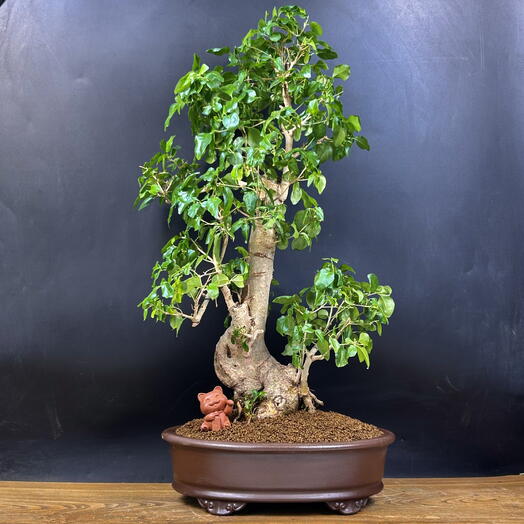 Бонсай Лигуструм, 65 см, 33 лет