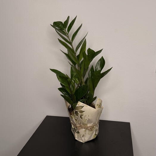 Zamiakulkas Zamiifolia