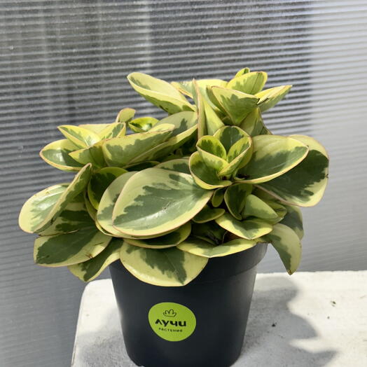 Пеперомия Пестролистная