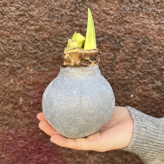 Луковица Амариллиса серебистая