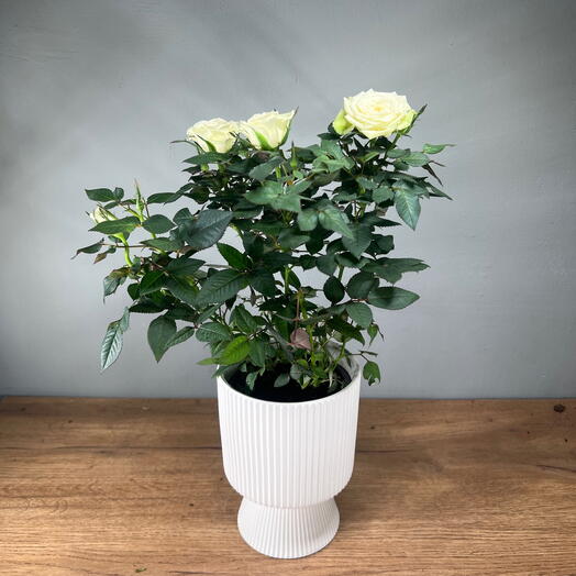 Белая роза кустовая в белом кашпо на ножке
