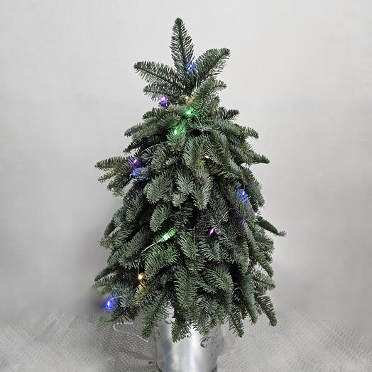 Ель из нобилиса. Новогодняя ёлочка из живых веток. В подарок коллегам и партнерам