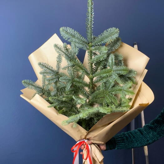 Хвоя нобилис