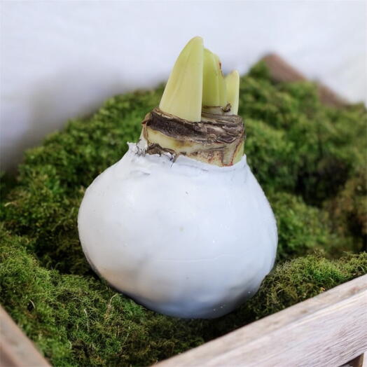 Амариллис + открытка+подарочная упаковка