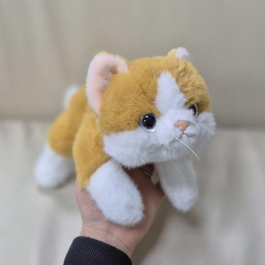 Котик рыжий