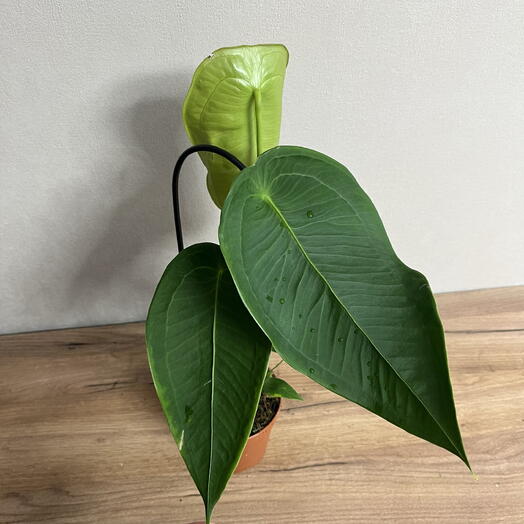 Антуриум Пелтигерум