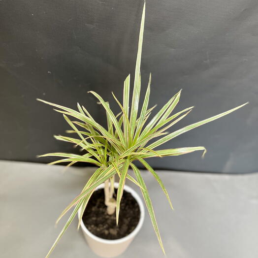 Драцена Маргината Маджента